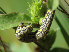 Lycia alpina