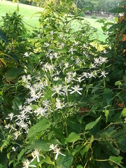 Clematis terniflora