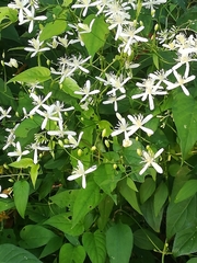 Clematis terniflora