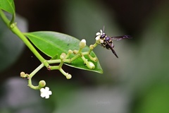 Apodynerus formosensis