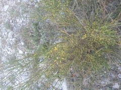 Genista cinerea