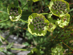 Bupleurum stellatum