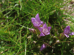 Gentianella anisodonta