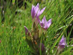 Gentianella anisodonta