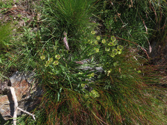 Bupleurum stellatum