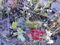 Thaumetopoea herculeana