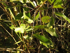 Ficus virens virens