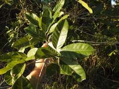 Ficus virens virens
