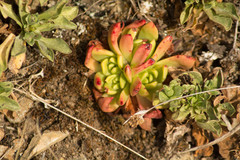 Dudleya farinosa