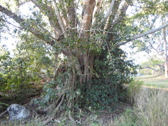 Ficus virens virens