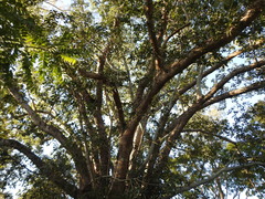 Ficus virens virens