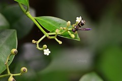 Apodynerus formosensis