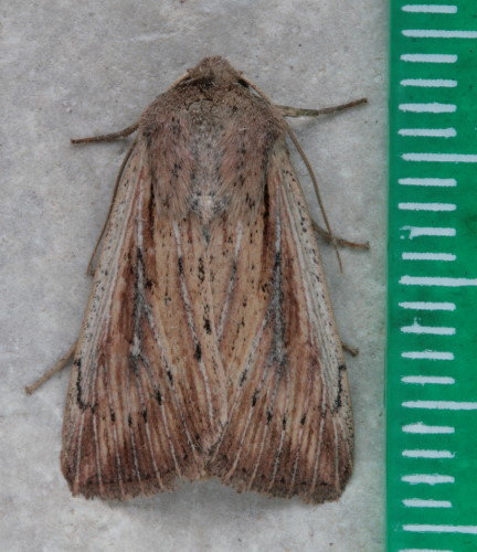 Heterodox Wainscot Moth (Noctuid Moths of Montana, USA) · iNaturalist