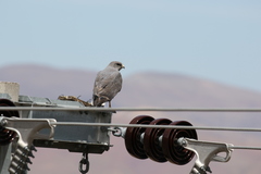 Geranoaetus polyosoma polyosoma