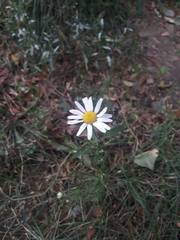 Tripleurospermum inodorum