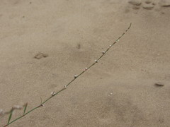 Polygonum arenarium