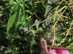 Pedicularis kerneri