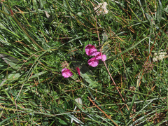Pedicularis kerneri