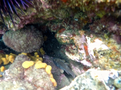 Vincentia conspersa