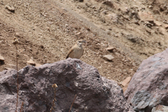 Upucerthia dumetaria hypoleuca