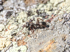 Formica lemani