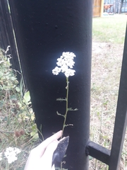 Achillea millefolium