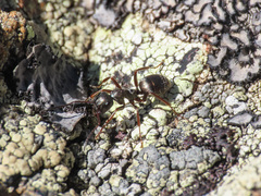 Formica lemani