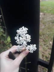 Achillea millefolium