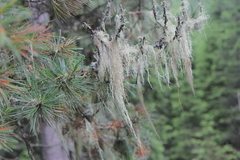 Evernia divaricata