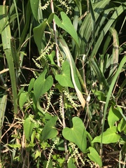 Dioscorea japonica