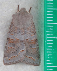 Orthosia revicta