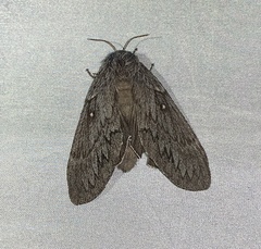 Gloveria arizonensis