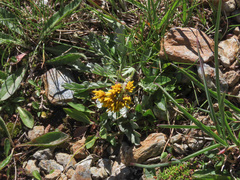 Jacobaea carniolica