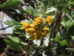 Jacobaea carniolica