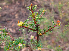 Dillwynia uncinata