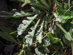 Jacobaea carniolica