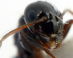 Prolasius