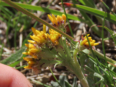 Jacobaea carniolica