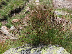 Juncus jacquinii