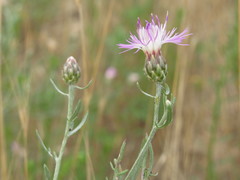 Centaurea borysthenica