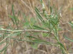 Centaurea borysthenica