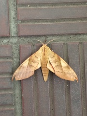 Clanis bilineata