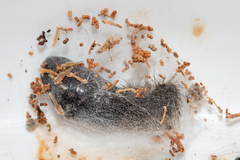 Phragmatobia parvula