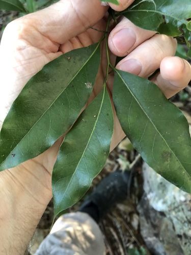 Image of Cryptocarya bidwillii by (c) Greg Tasney, some rights reserved (CC BY-SA)