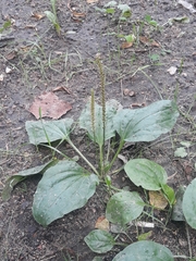 Plantago major