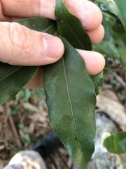 Cryptocarya bidwillii