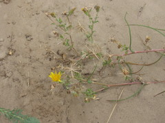 Tragopogon ucrainicus
