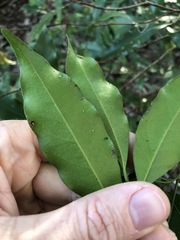 Cryptocarya bidwillii