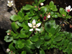 Micranthes stellaris robusta