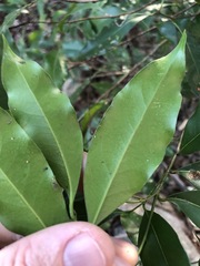 Cryptocarya bidwillii